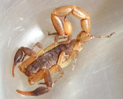 Pseudolychas ochraceus