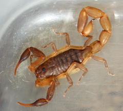 Pseudolychas ochraceus
