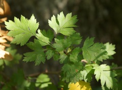 Crataegus microphylla