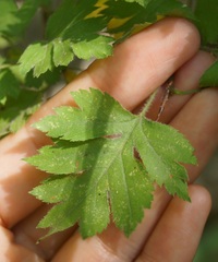 Crataegus microphylla
