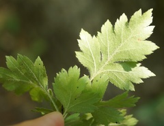 Crataegus microphylla
