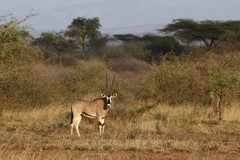 Oryx beisa beisa
