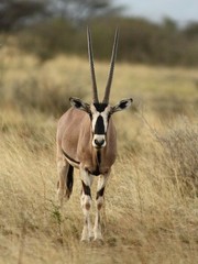 Oryx beisa beisa