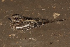 Caprimulgus clarus