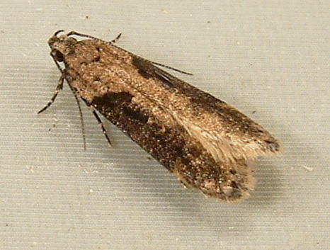 Black-smudged Chionodes Moth