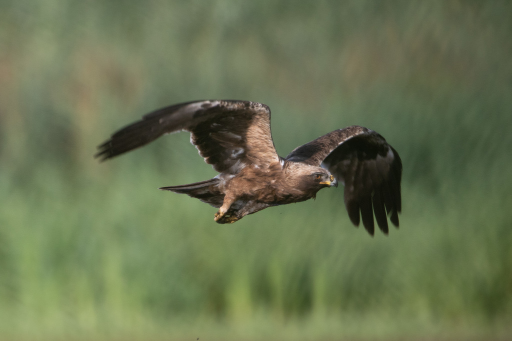 Foto de Booted Eagle