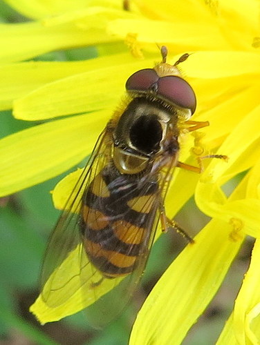 Broad-banded Aphideater
