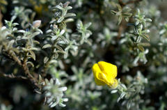 Polhillia xairuensis