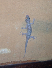 Phyllodactylus tuberculosus