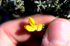 Polhillia xairuensis