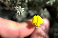 Polhillia xairuensis
