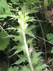 Cirsium eatonii