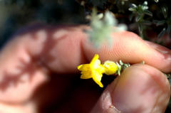 Polhillia xairuensis