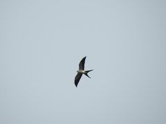 Elanoides forficatus