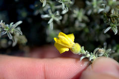 Polhillia xairuensis