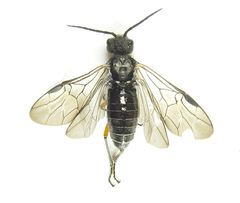Dolerus liogaster