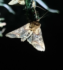 Abrostola tripartita
