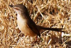 Prinia subflava affinis