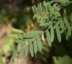 Vicia cassubica