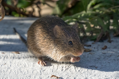 Sigmodon mascotensis