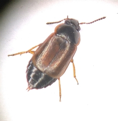 Deliphrum tectum