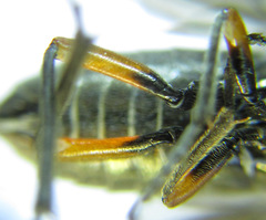 Dolerus liogaster