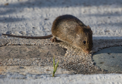 Sigmodon mascotensis