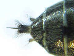 Dolerus liogaster