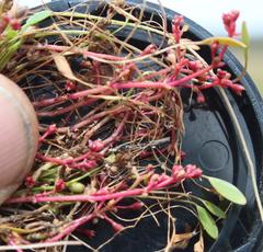 Crassula vaillantii