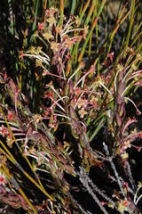 Struthiola argentea