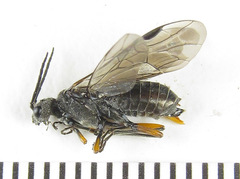 Dolerus liogaster