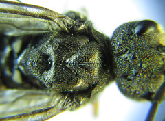 Dolerus liogaster