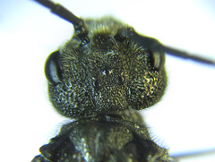 Dolerus liogaster