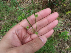 Cyperus croceus