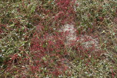 Crassula vaillantii