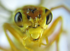 Tenthredopsis nassata