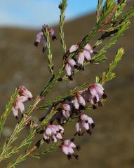 Erica rosacea