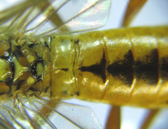 Tenthredopsis nassata