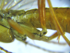 Tenthredopsis nassata