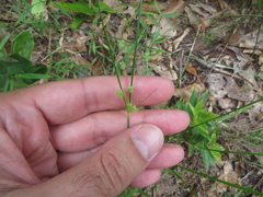 Cyperus croceus