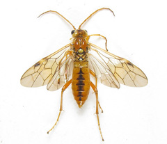 Tenthredopsis nassata