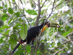 Ramphastos dicolorus