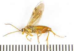 Tenthredopsis nassata