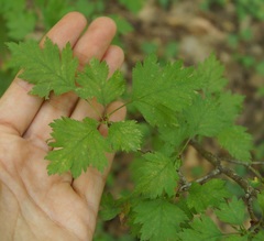 Crataegus microphylla
