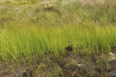 Carex divisa
