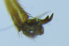 Tenthredopsis nassata