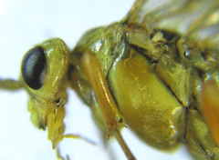 Tenthredopsis nassata