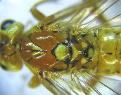 Tenthredopsis nassata