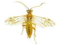 Tenthredopsis nassata