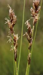 Carex divisa